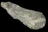 Unprepared Sauropod Fibula Section - Colorado #119866-1